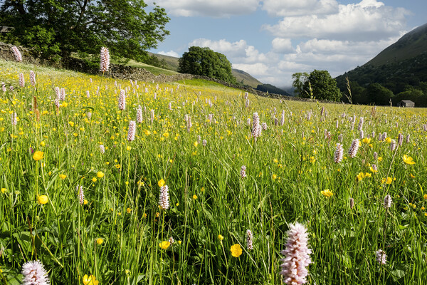 Muker Wildflower Meadow, North Yorkshire Picture Board by Tim Hill