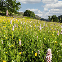 Buy canvas prints of Muker Wildflower Meadow, North Yorkshire by Tim Hill