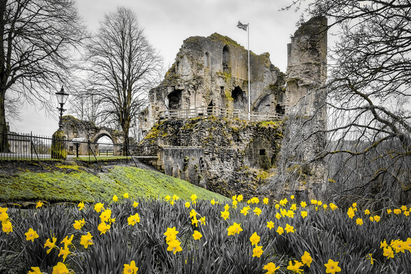 Knaresborough Castle Daffodils Picture Board by Tim Hill