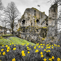 Buy canvas prints of Knaresborough Castle Daffodils by Tim Hill