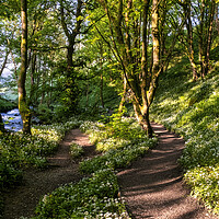 Buy canvas prints of Wild Garlic Flowers on the path Janet's Foss by Tim Hill
