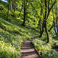Buy canvas prints of Wild Garlic Flowers on the path Janet's Foss by Tim Hill