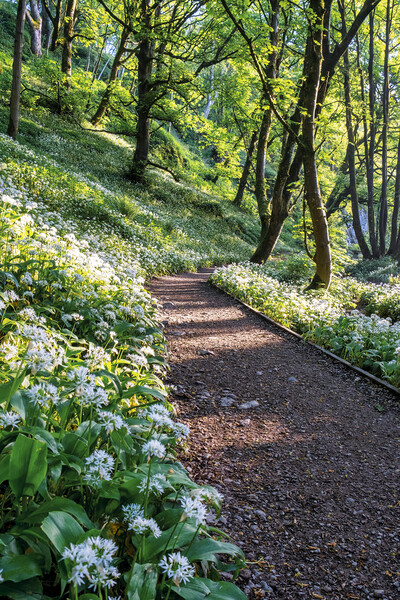 Wild Garlic Flowers on the path Janet's Foss Picture Board by Tim Hill