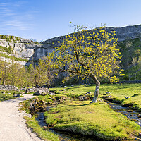 Buy canvas prints of Malham Cove Lone Tree: Yorkshire Dales by Tim Hill