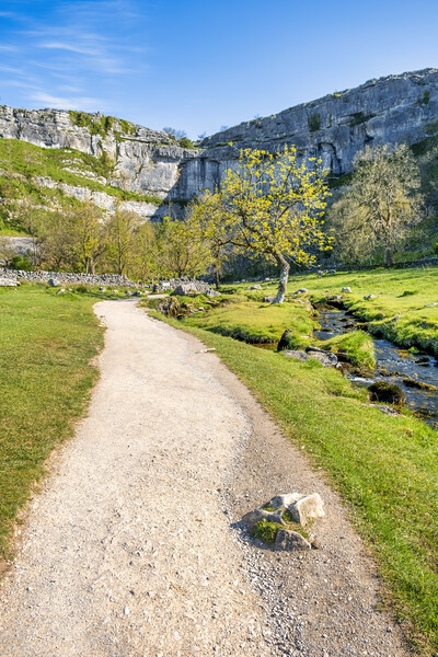Malham Cove Lone Tree: Yorkshire Dales Picture Board by Tim Hill
