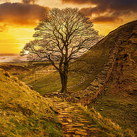 Buy canvas prints of Sycamore Gap  by Tim Hill