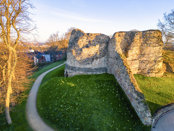 Pontefract Castle ~ Spring Daffodils  Picture Board by Tim Hill