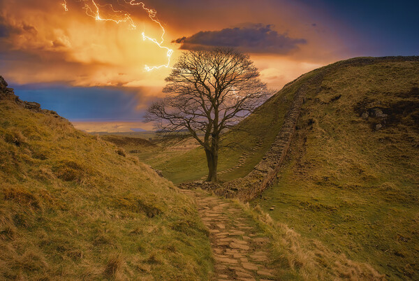 Sycamore Gap Hadrians Wall Picture Board by Tim Hill