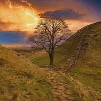 Buy canvas prints of Sycamore Gap Hadrians Wall by Tim Hill