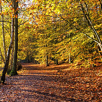 Buy canvas prints of Autumn at Newmillerdam near Wakefield by Tim Hill