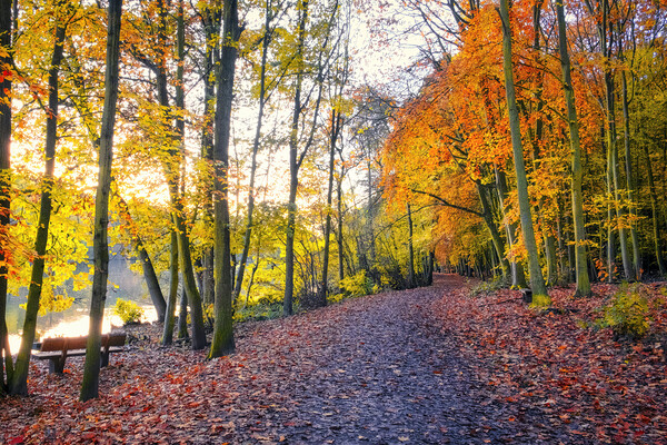 Autumn Sunrise Newmillerdam Picture Board by Tim Hill