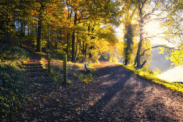 Newmillerdam West Yorkshire: Autumn Sunrise Picture Board by Tim Hill