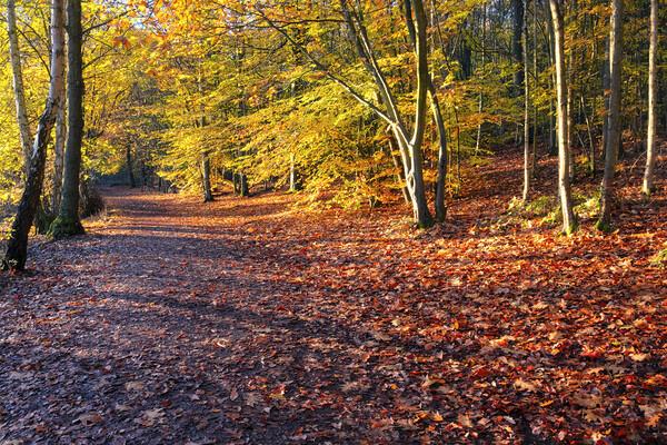 Autumn Woodland Newmillerdam Picture Board by Tim Hill