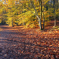 Buy canvas prints of Autumn Woodland Newmillerdam by Tim Hill