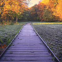 Buy canvas prints of Newmillerdam Boardwalk: November colours by Tim Hill