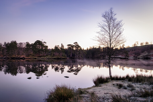 Dawn at Tarn Hows Picture Board by Tim Hill