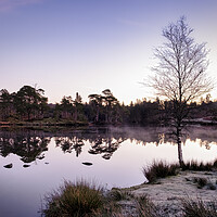 Buy canvas prints of Dawn at Tarn Hows by Tim Hill