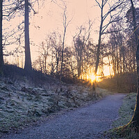 Buy canvas prints of Woodland Sunrise: Tarn Hows Lake District by Tim Hill