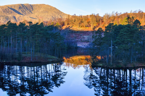 Tarn Hows Reflections: November Sunlight Picture Board by Tim Hill