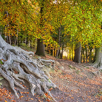Buy canvas prints of Newmillerdam Tree Roots by Tim Hill