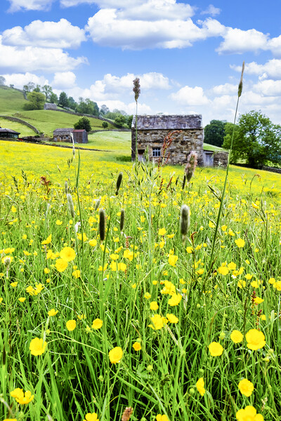 Muker Wildflower Meadows Swaledale Picture Board by Tim Hill