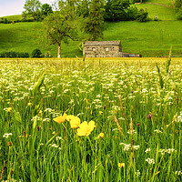 Buy canvas prints of Muker Wildflower Meadow Yorkshire Dales by Tim Hill