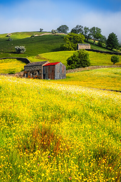 Muker Flower Meadows Yorkshire Picture Board by Tim Hill