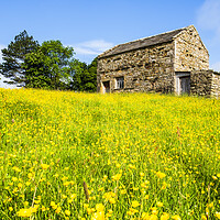 Buy canvas prints of Muker Flower Meadows Swaledale by Tim Hill