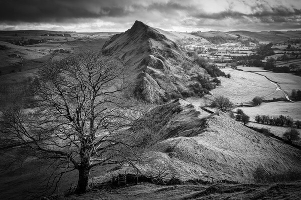 Chrome Hill Lone Tree Black and White Picture Board by Tim Hill