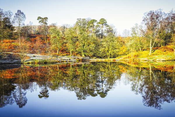 Tarn Hows Autumn Reflections Picture Board by Tim Hill