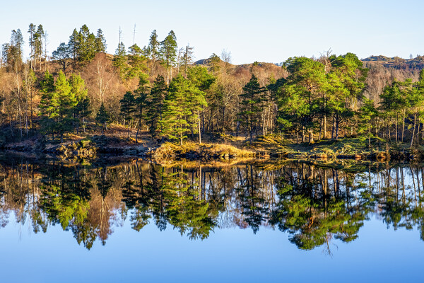 Tarn Hows Reflections: English Lake District Picture Board by Tim Hill