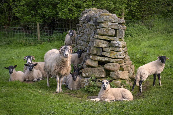 Swaledale Sheep Picture Board by Tim Hill