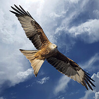 Red Kite
