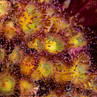 Buy canvas prints of jewel anemones by Peter Bardsley
