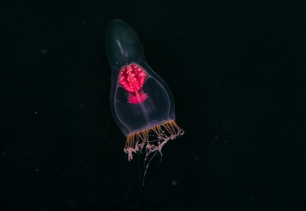 pelagic jellyfish Picture Board by Peter Bardsley