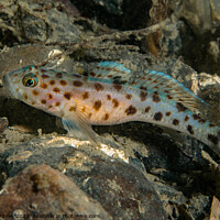 Buy canvas prints of leopard spotted Goby by Peter Bardsley