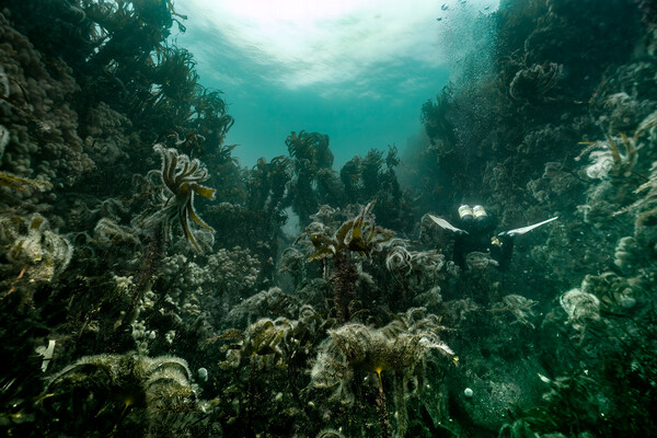 Kelp forest Picture Board by Peter Bardsley