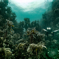 Buy canvas prints of Kelp forest by Peter Bardsley