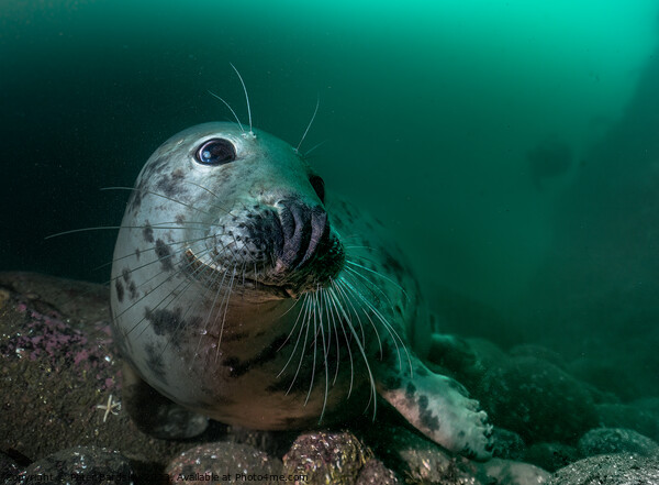 Grey seal Picture Board by Peter Bardsley