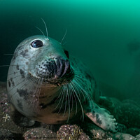 Buy canvas prints of Grey seal by Peter Bardsley