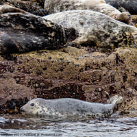 Buy canvas prints of seal pup adventure by Peter Bardsley