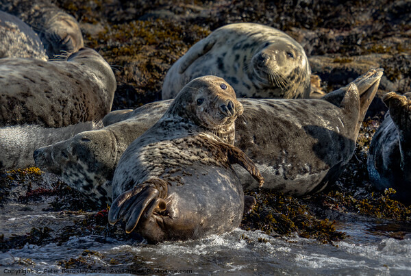 Grey seal  Picture Board by Peter Bardsley