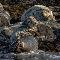 Buy canvas prints of Grey seal  by Peter Bardsley