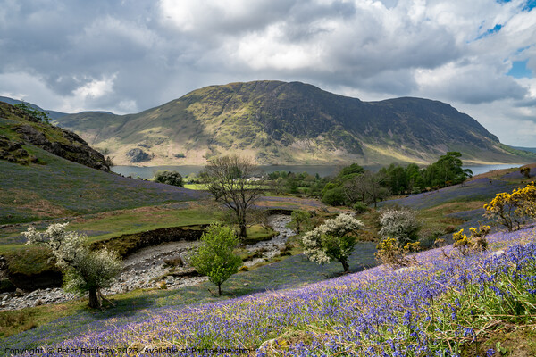 Rannerdale Bluebells Crummock Water Picture Board by Peter Bardsley