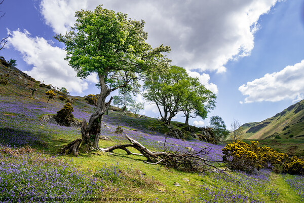 Hawthorn amongst bluebells Picture Board by Peter Bardsley