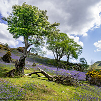 Buy canvas prints of Hawthorn amongst bluebells by Peter Bardsley
