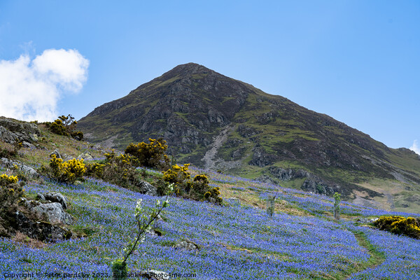 Lakeland Fell in Spring Picture Board by Peter Bardsley