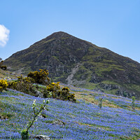 Buy canvas prints of Lakeland Fell in Spring by Peter Bardsley