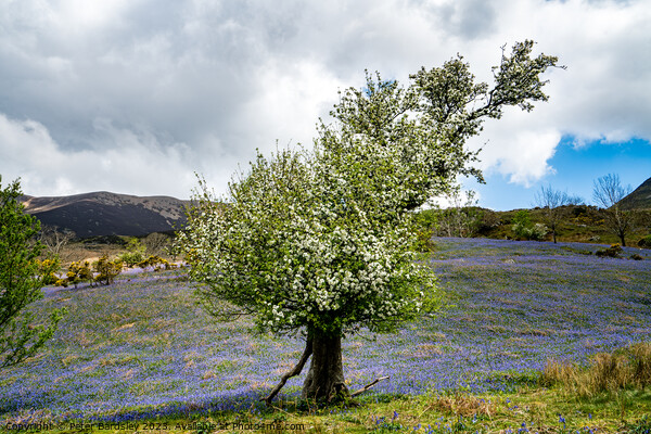 Hawthorn tree in bloom Picture Board by Peter Bardsley
