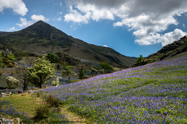Spring in the Rannerdale Valley  Picture Board by Peter Bardsley